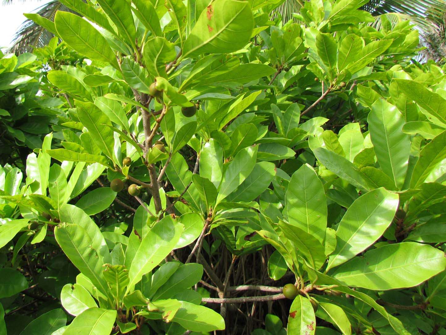 Pouteria campechiana